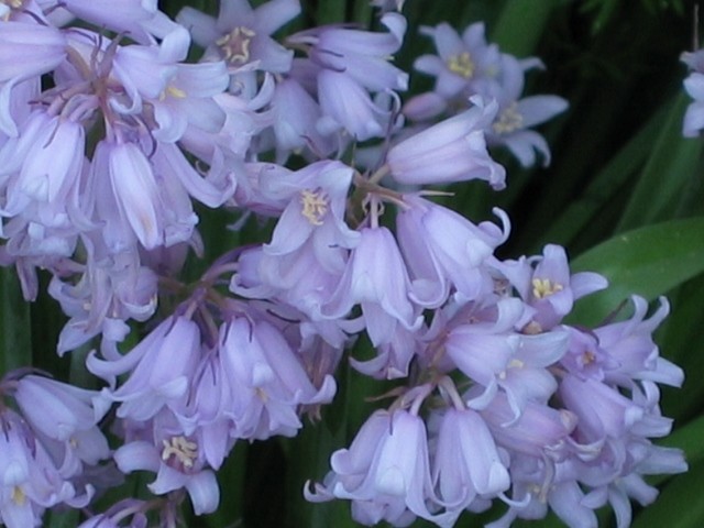 Scila